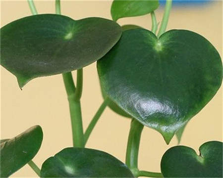 荷叶椒草的分布范围和生长习性