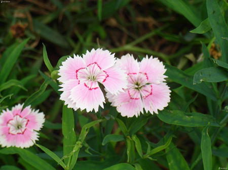 石竹花开花