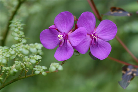 虎颜花怎么养