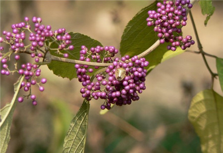 紫珠的养殖方法