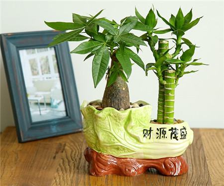 富贵竹盆景图片
