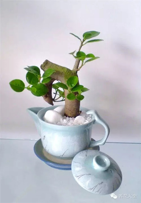 茶壶养花
