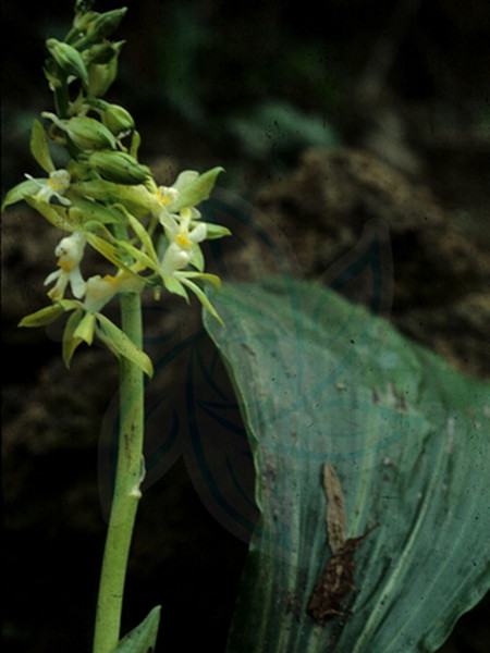 疏花虾脊兰