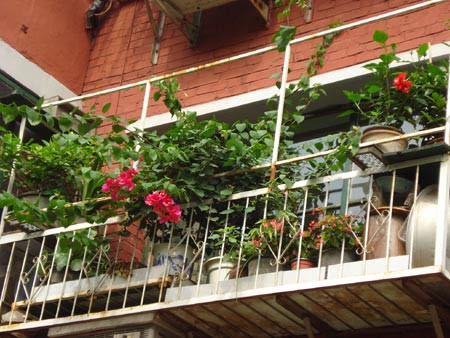 阳台装饰植物选择