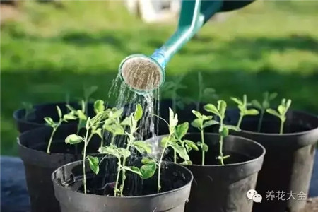 浇水打湿盆土表面即可