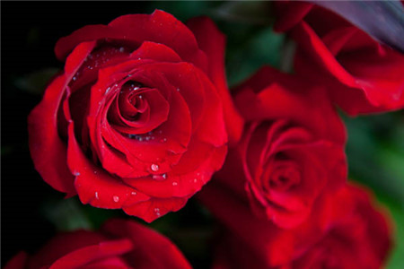 哪些鲜花适合应用在婚礼上：玫瑰