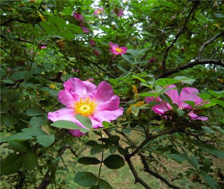 缫丝花开花欣赏图片