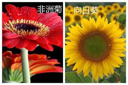 非洲菊和向日葵的区别