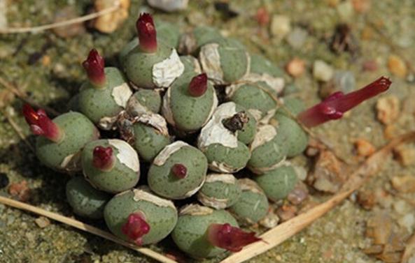 Conophytum piluliforme:都鸟