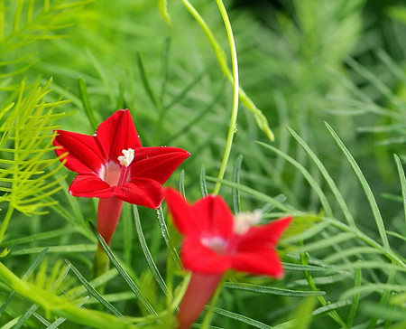 茑萝的花语