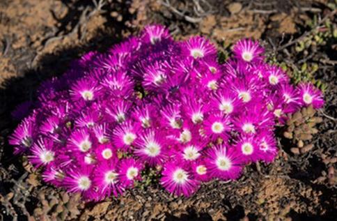 Meyerophytum meyeri：冰糕，番杏科碧光环属。