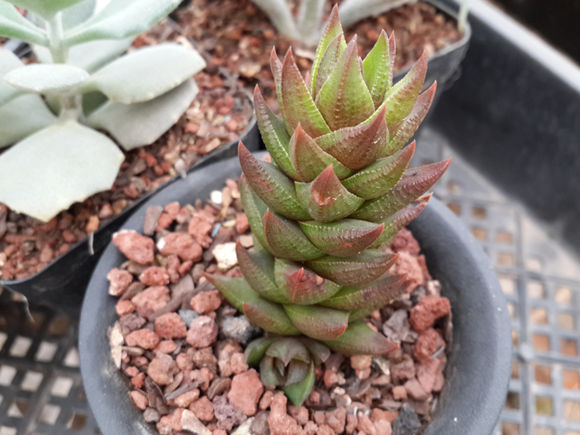 多肉植物生长缓慢