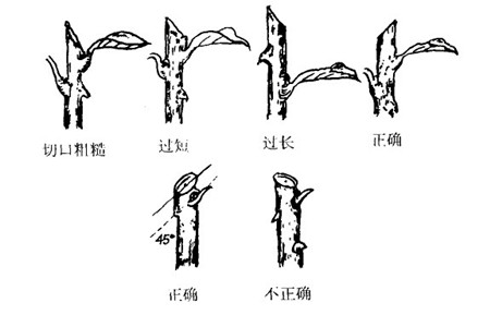 紫薇花修剪