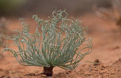 Gethyllis namaquensis：弹簧草