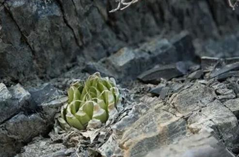 Haworthia lockwoodii：洋葱卷