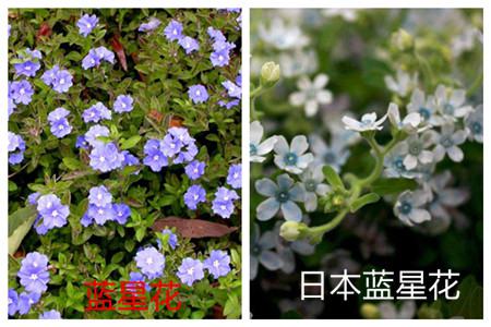 蓝星花和日本蓝星花的别称不同
