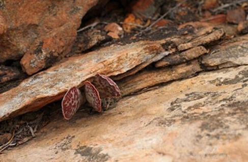 Adromischus maculatus：御所锦