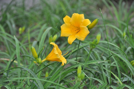 小黄花菜的图片