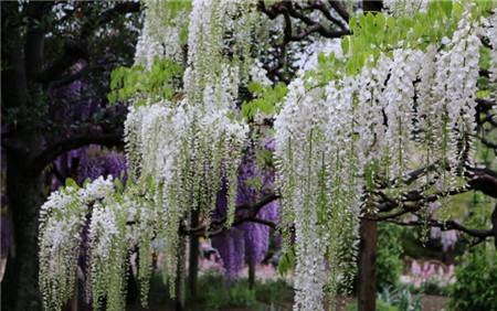 白藤花开