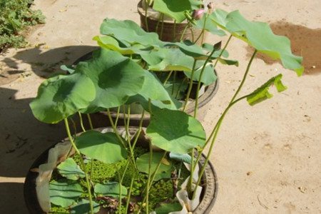 盆栽睡莲花盆