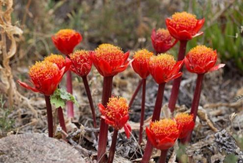 Haemanthus coccineus：血莲