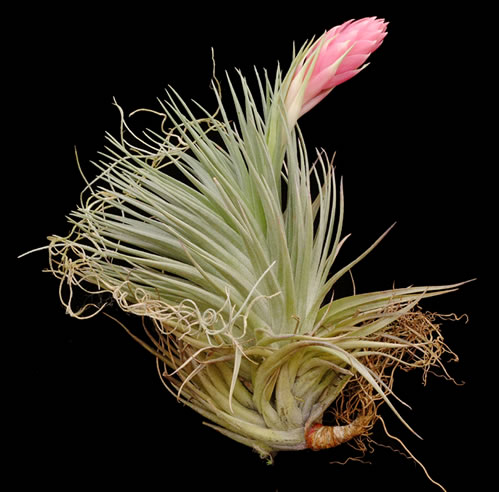 21.meridionalis X T.stricta 'Ty's Prize'