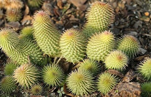 Huernia pillansii：阿修罗