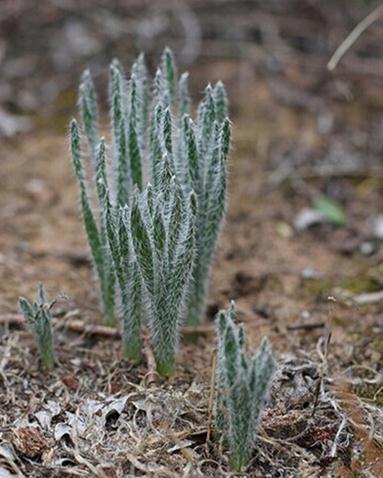 Gethyllis ciliaris：纤毛弹簧草