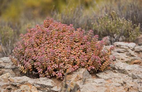 Crassula rupestris：舞乙女