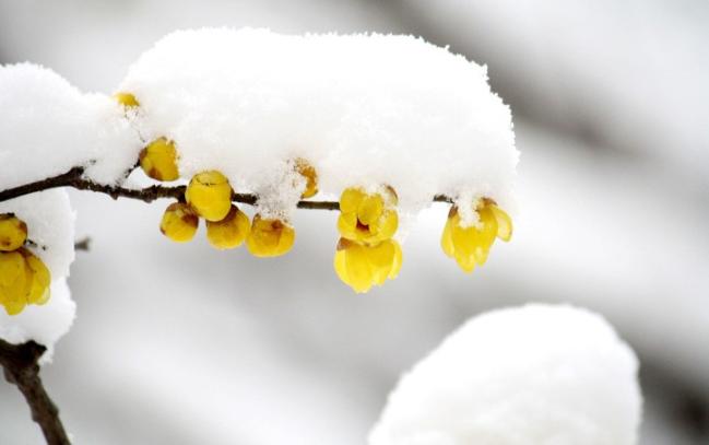 腊梅芳香由来