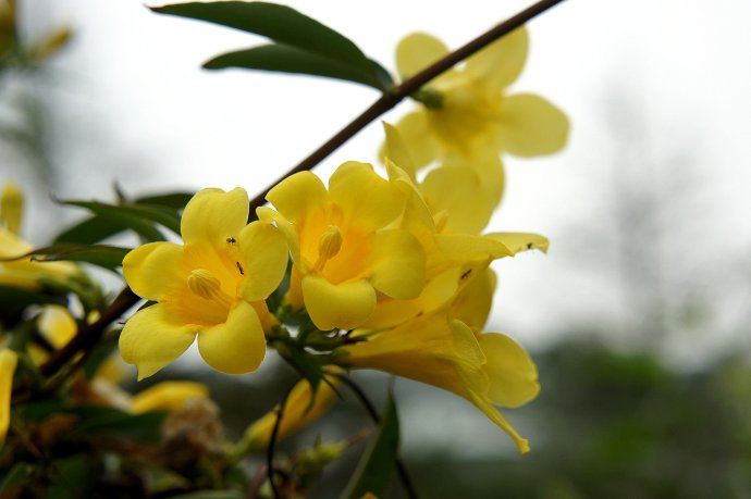 雨后的法国香水花