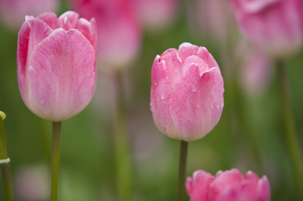 粉色郁金香花语