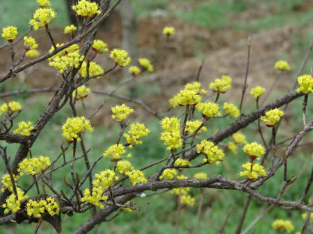 山茱萸开花