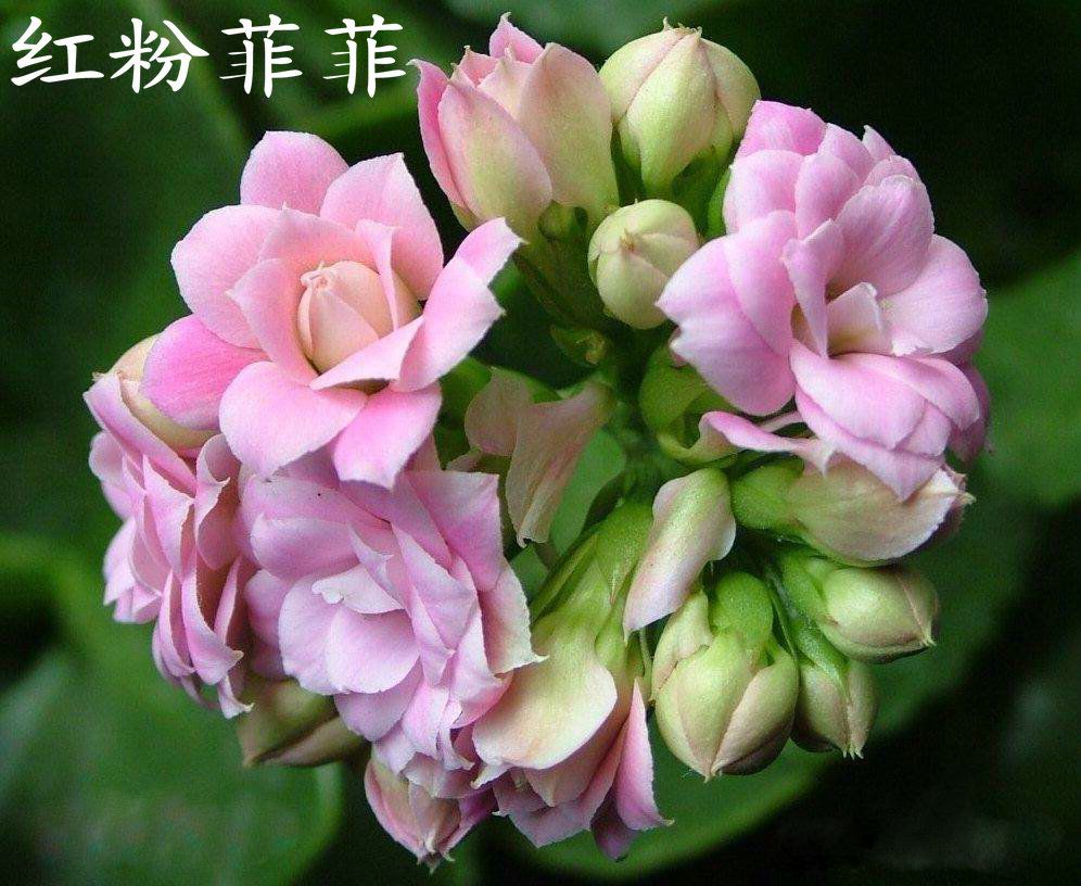 红粉菲菲