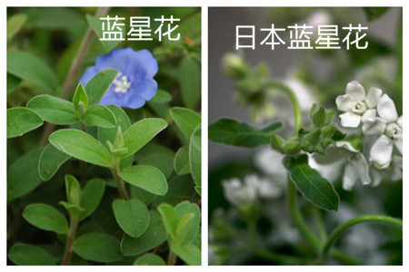 蓝星花和日本蓝星花叶子不同