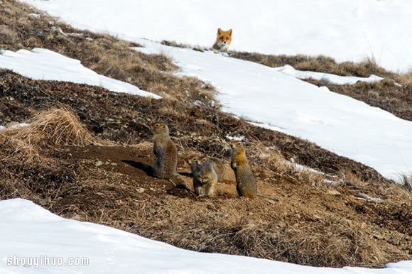 采矿工程师在北极圈上班时拍下的狐狸照片