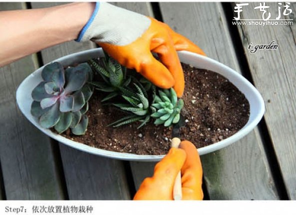 多肉植物手工盆栽DIY