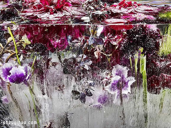 创意冰封花草植物摄影DIY 美得像一幅油画！