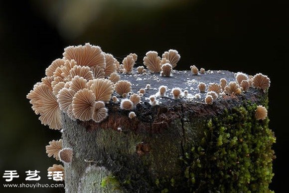 难以置信的美丽：漂亮菌类摄影作品欣赏