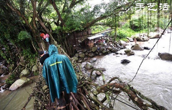 印尼趣闻：树木根系构建“活的桥梁”