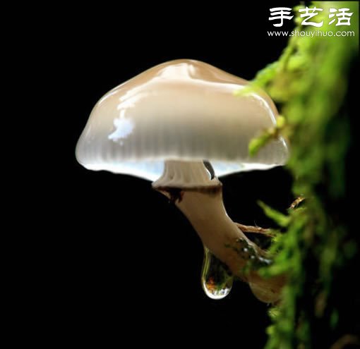 漂亮梦幻的蘑菇 原来蘑菇也可以观赏