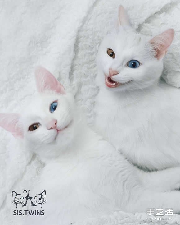 最美双胞胎：让人融化的白色小猫 Sis.Twins.