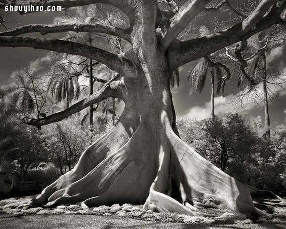 用十四年时间 寻找全球最古老的树木
