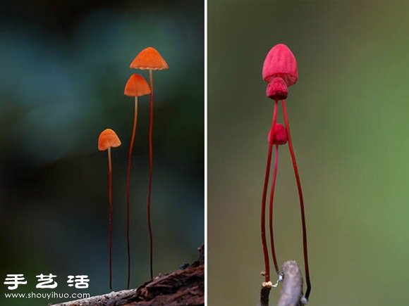 难以置信的美丽：漂亮菌类摄影作品欣赏