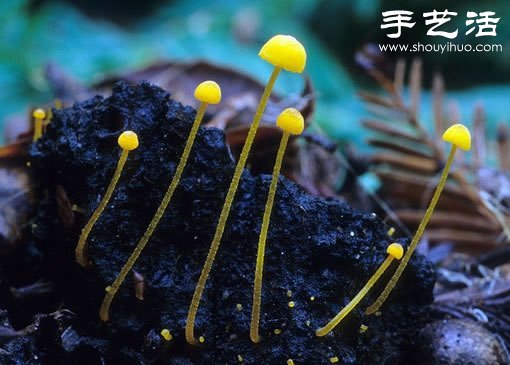 漂亮梦幻的蘑菇 原来蘑菇也可以观赏