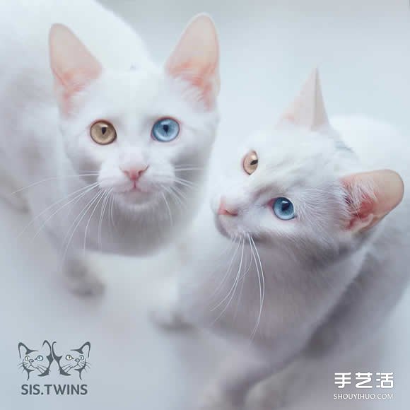 最美双胞胎：让人融化的白色小猫 Sis.Twins.