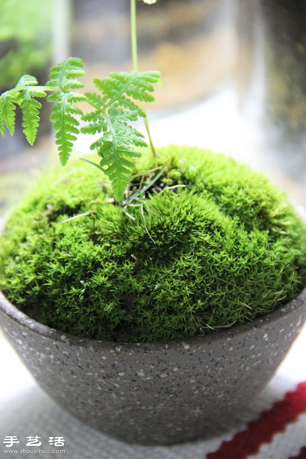 DIY可爱的苔藓造景 自制漂亮苔藓微景观
