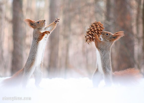 心跟着雪一起融化！可爱雪地松鼠摄影