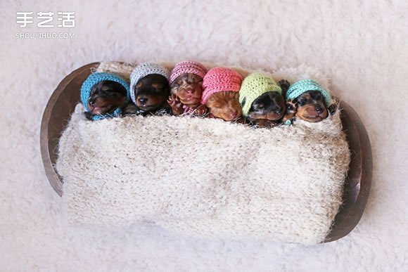 治愈系图片：百分百可爱的刚出生腊肠狗宝贝