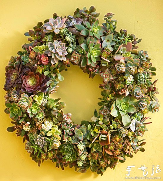 DIY漂亮多肉植物花环 装饰温馨家居生活